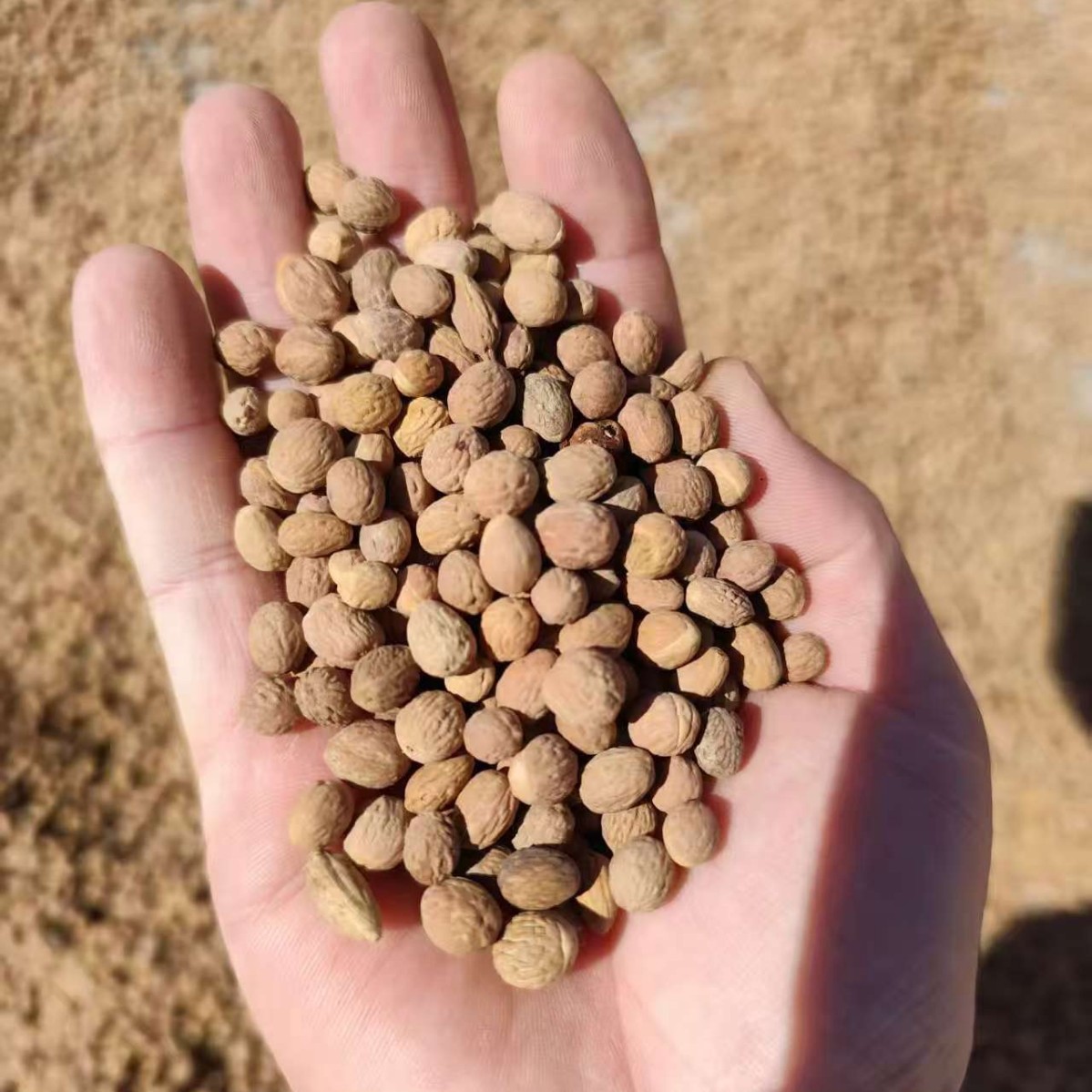 Sour Jujube Seed Suan Zao Ren Ziziphus jujuba Dried Seeds Bulk 500g-2500g Pillow Filling and Herbal Use key features