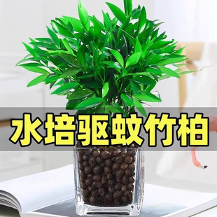 ������ˮ�B����ˮ��ֲ���҃ȿ͏d��������Gֲ���Ի����ļ�����