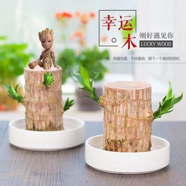 Brazilian Wood Water-grown Lucky Wood Flowering Groot Tree Man Potted Indoor Desktop Hydroponic Green Plant Small Potted Plant