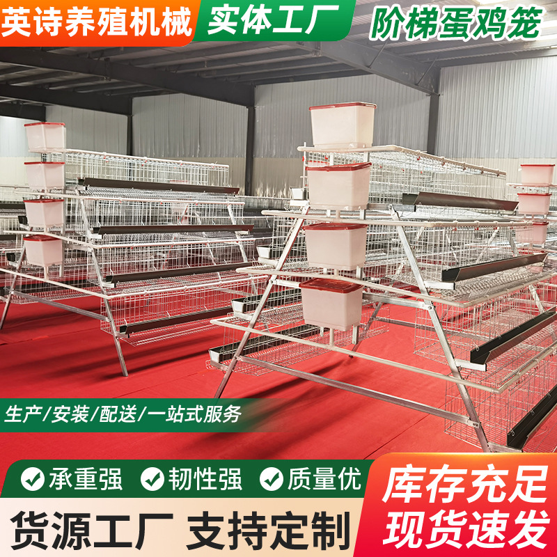 tres pisos de cuatro puertas escaleras huevo de gallina de ponedora equipos de cría de gallinas de ponedora tipo laminado huevo de gallina de ponedora automática