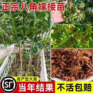 �˽ǘ����V�������_�R�˽Ǽ޽Ӵ��������Ϸ��Nֲ�ͺ��ͺ������l