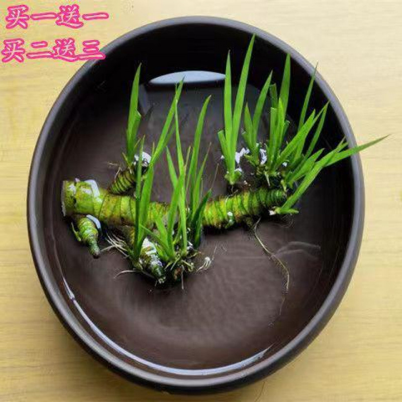 ショウガ水耕栽培水生鉢植え花草中庭池カメ飼育マイクロ造園屋内外四季緑植物|undefined
