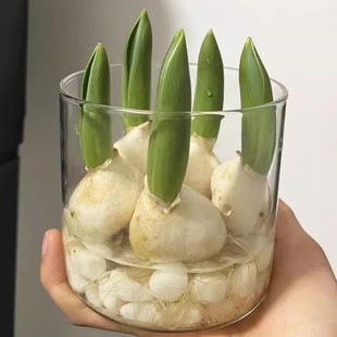 5�w������N��ˮ�����b����ƿ�ͺ��������ļ��Nֲ�L�������Ի���