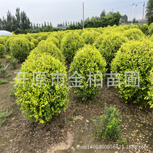 金叶榆球庭院造型树彩叶绿篱地接金叶榆小苗高接乔木金叶榆大树
