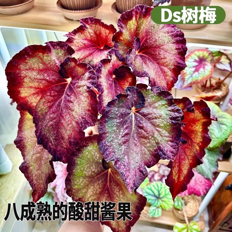 详情图