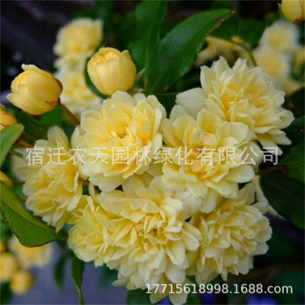 Древесный цветок Рассада вьющихся растений Двор Роза Цветение Очень большой цветок Четыре сезона Сильный аромат Красный сладкий цветок красного дерева Рассада