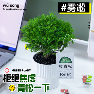 雾凇放青松绿植放轻松植物好养活四季办公室桌面工位绿植室内盆栽-阿里巴巴