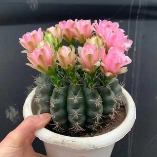 �p���������������_��ֲ���҃ȾGֲ���ֺ��B�k������X����С����