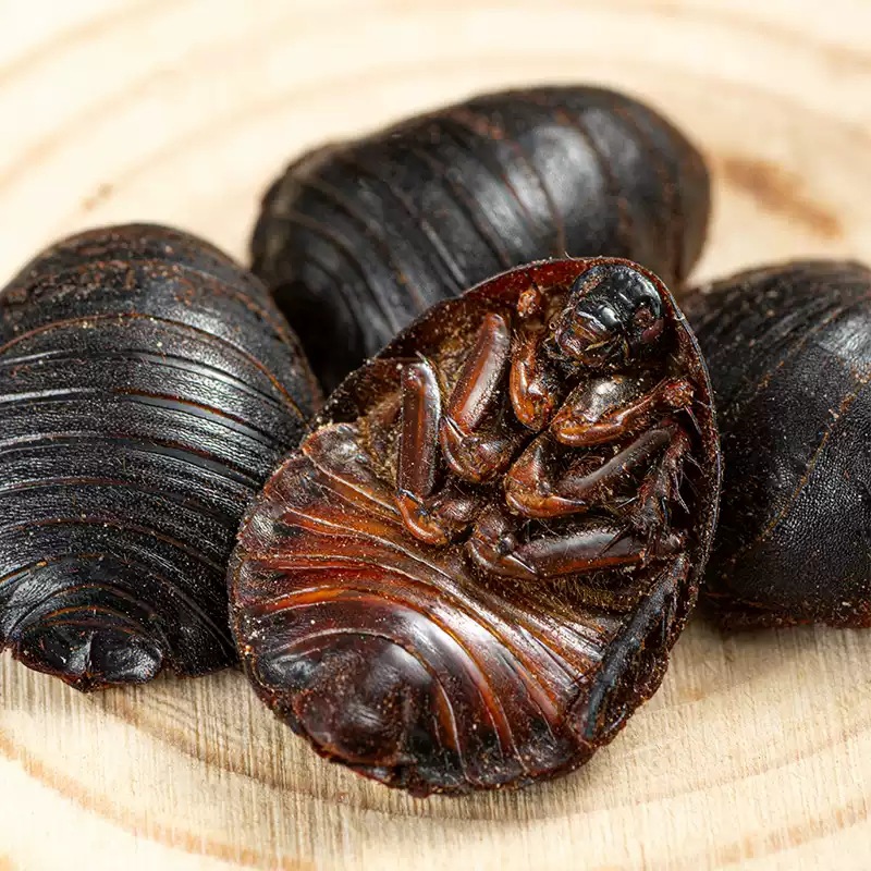Tu Yuan Dried Ground Beetle Whole Insect TCM Herb 500g Shandong Origin key features