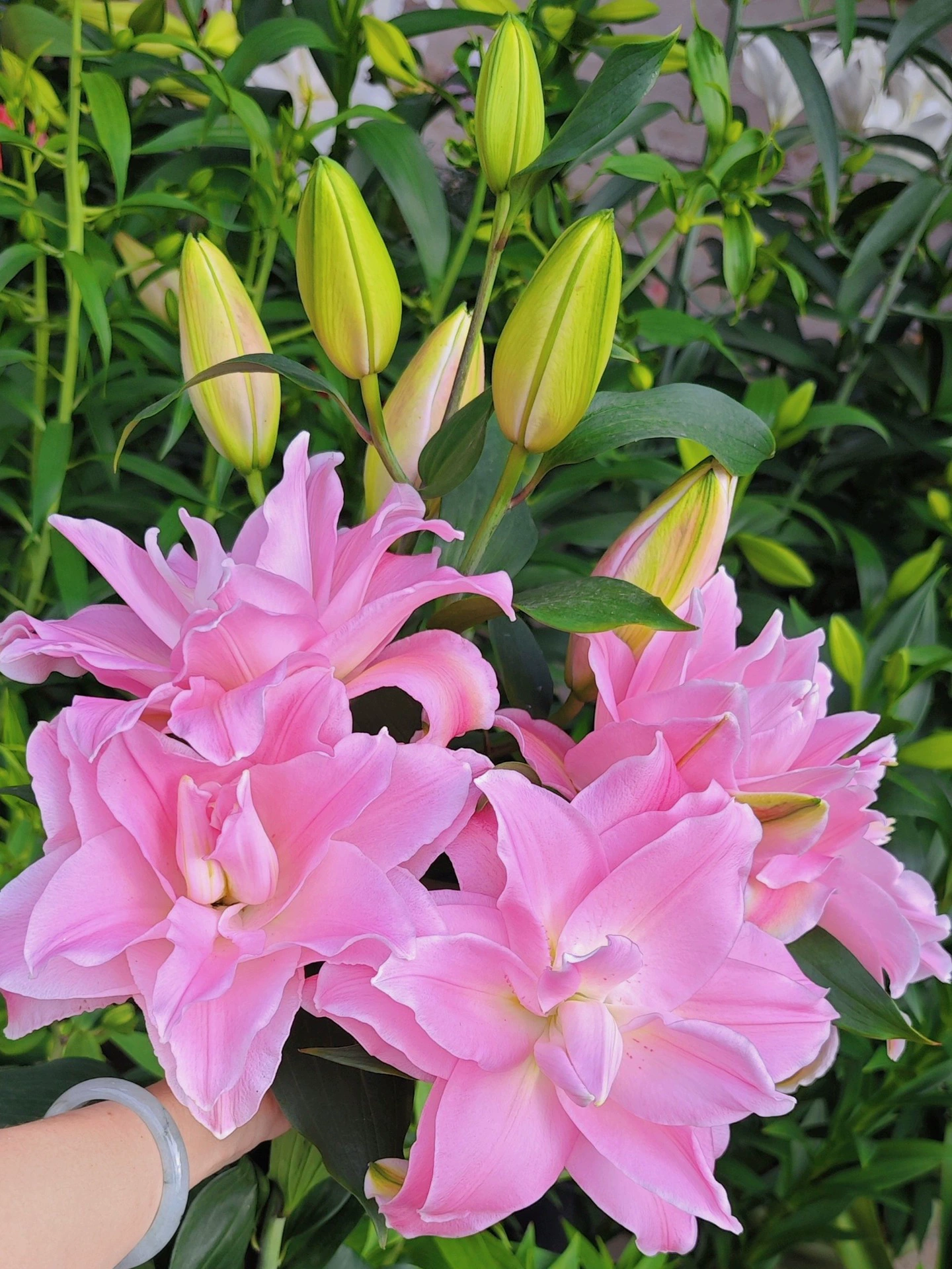 Парфюмерные лилии с двойным лепестком четыре сезона цветущие горшечные балконные луковичные растения комнатные живые семена лилии