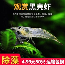 黑壳虾鲜活观赏虾除藻鱼缸小虾淡水耐活冷水号清洁极火樱花虾其他