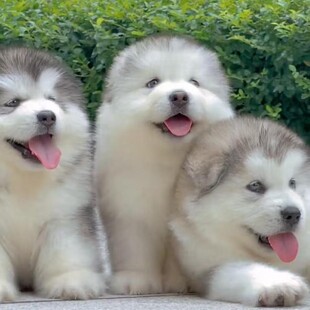 ���N����˹��Ȯ��Ȯ���ͻ��Ҽt�ذ���˹��ѩ��Ȯ���B���ﹷ�����w