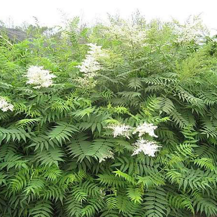 Кластерная жемчужная слива, полные характеристики жемчужной сливы, саженцы жемчужной сливы, декоративные растения, инженерные саженцы для зеленения.