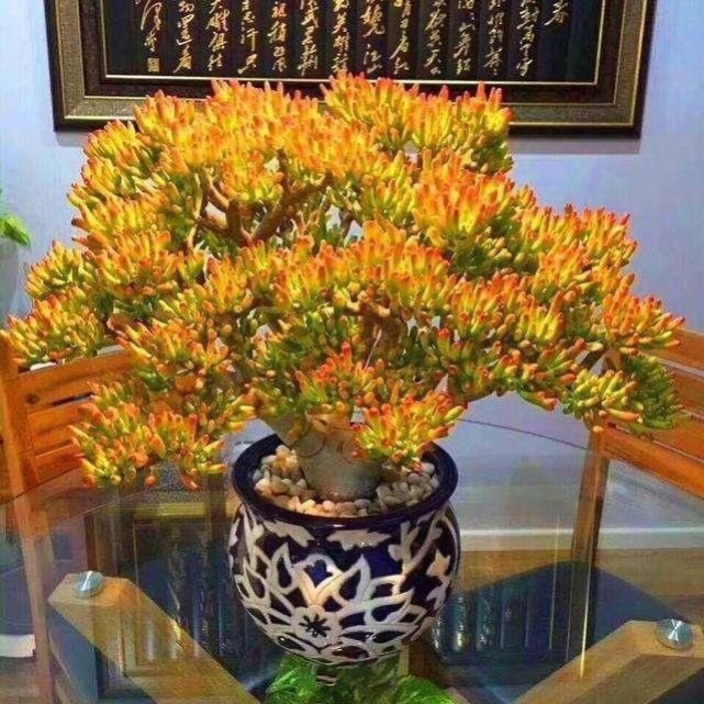 吸财树老桩【招财纳福新手好养桌面室内绿植盆栽组合多肉玉树树苗