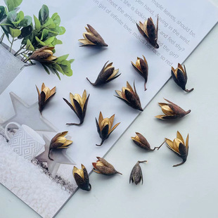 ���m��ԭ���B��Ȼֲ��ɻ��������⻨�h������ �ֹ�diy�����b�