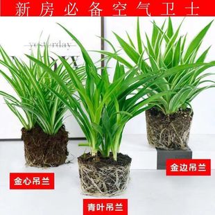 Golden Edge Golden Heart Green Leaf Chlorophytum Potted Plant for All Year Round Planting Office Air Purification Formaldehyde Absorption Plant Flower Wholesale