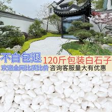 白石子庭院铺路铺地装饰造景花园景观铺面小石头天然纯白色鹅卵石