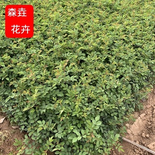 �Nޱ�����ļ��_�� �ٱ��¼� ��ͥԺ�̨�����Nޱ �٠�õ�廨��