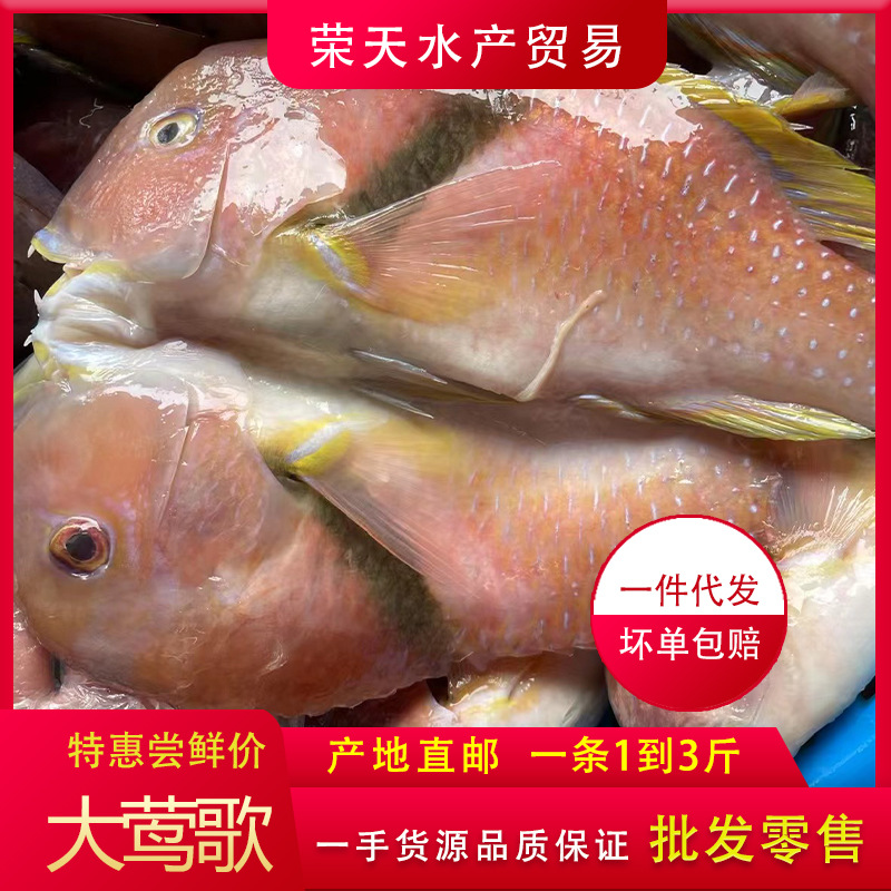 超大鹦哥鱼鲜活冷冻深海鱼海捕一条1到3斤广东鹦鹉鱼红莺歌鱼批发