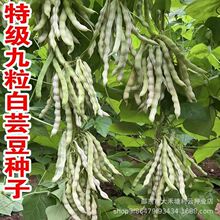 ժؼܿNӴ＾߮aײļ߲˷N