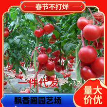 һltƷNѷNļ̨Nֲļ߲˷N