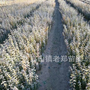 Green Leaf Water Wax Seedlings Single Plant Water Wax Hedge Saplings Golden Leaf Water Wax Cutting Seedlings Rely on Mountain Water Wax Sowing Seedlings