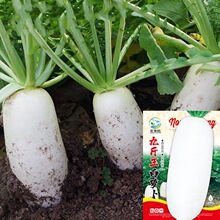 九斤王白萝卜种子秋季菜籽播阳台庭院特大香脆可口蔬菜种子