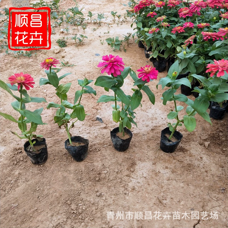 Пейзаж Цветок Море Зинори 12-летняя цветочная клумба в горшке Высокая база питания зинори трава