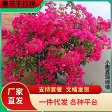 һ�����l����÷�������ԾG�������ذ��Ϙ��ļ��_������t�Ѱ���˹