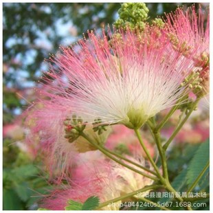 �Ϛg���� �ϚgС�� �q������ ܽ�ػ����� ͥԺ���ԺϚg��