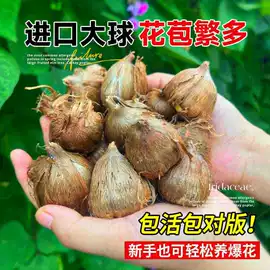 种子;草种子;草坪