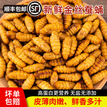 新鲜金丝蚕蛹鲜活冷冻生黄金小桑蚕蛹子商用茧蛹蝉蛹山东虫子美食