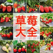 奶油草莓種籽子四季白草莓種子蔬菜種孑紅顏家庭盆栽陽台種植