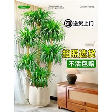 ��Ѫ��͏d���Զ��^��횘�Gֲ���F��͏d��լ�������ֲ��ǧ��ľ