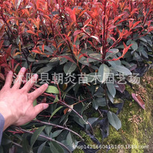 t~ʯʯGhɫKľ0.2-2ʯ骴С