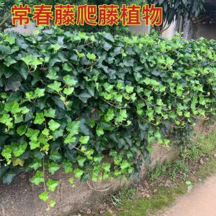 �������ļ���������ֲ������ͥԺ��������ͺ��@�־G����ľ��ɽ��