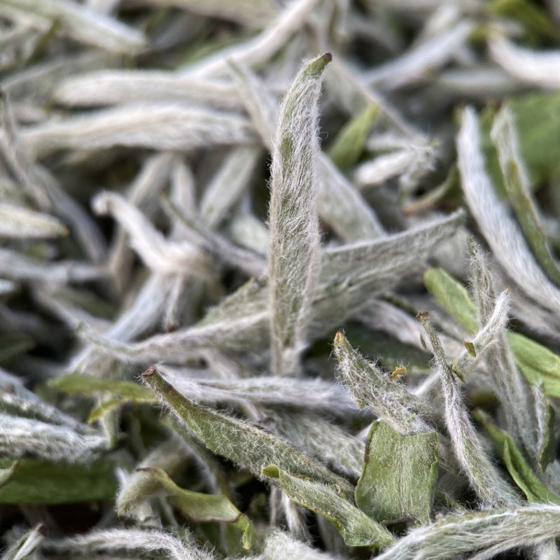 アイスキャンディー甘い日焼け白茶2025年春茶白ミリ銀針福頭採鼎米粒芽銀針ばら積源工場|undefined