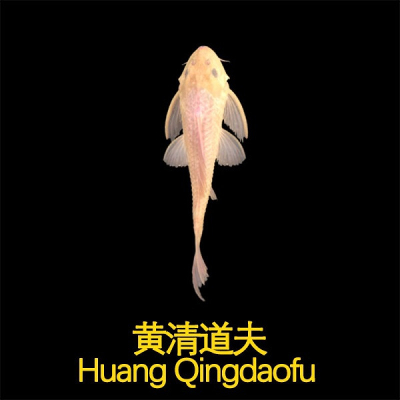 Cleaner Fish Tank Cleaner Fish Ornamental Tropical Freshwater Cold Water Special Eats Garbage Feces Clean Algae Golden Moss Mouse