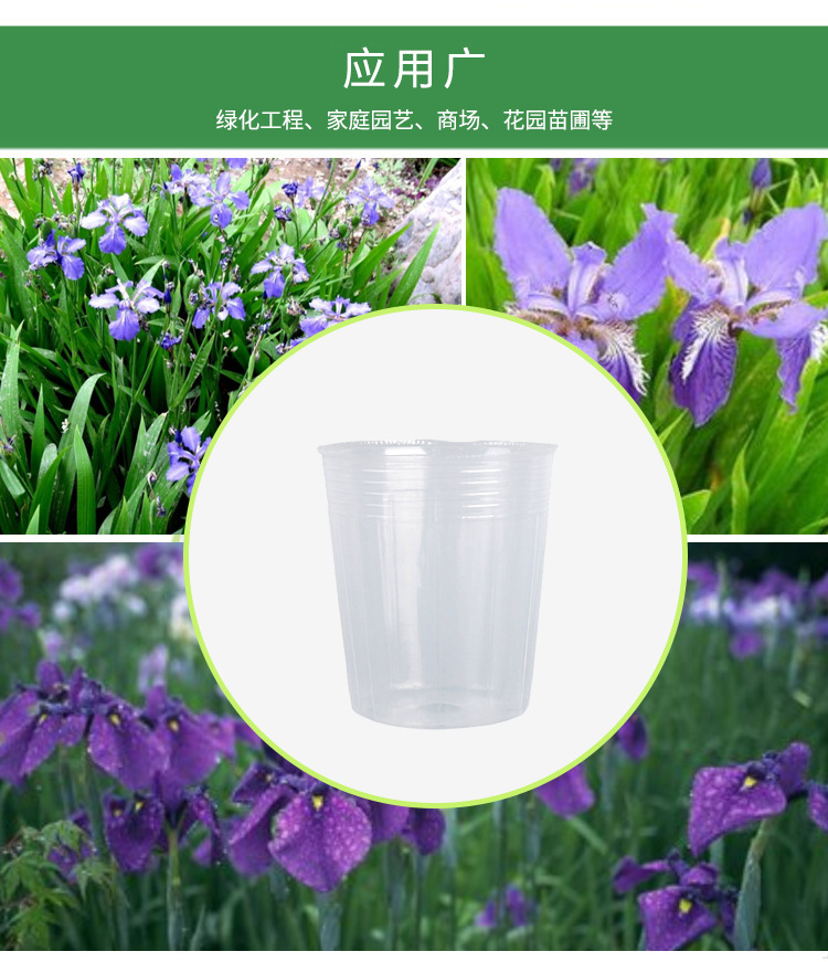 兰花杯,透明花盆,蝴蝶兰花盆