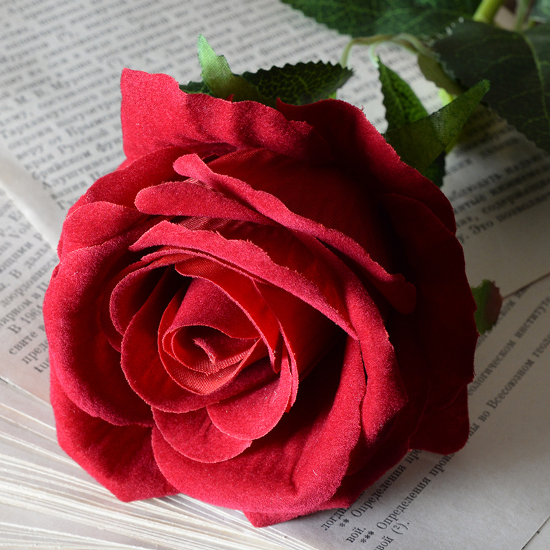 Large velvet rose deep red
