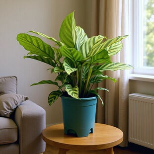 ����������طNֲ�҃Ⱥ��B���ԾGֲ���ֵ�͏dֲ���辰�҃��b�