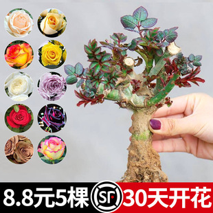 8.8Ԫ�l5���¼������ļ��_��õ�廨�������Ի���ֲ���҃Ȼ��ش�