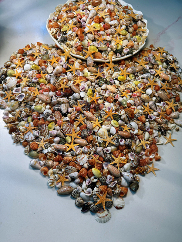 [Real Shells, No Dyeing, Can Be Viewed] 22 Types of Ultra-Small Shellfish and Conch Collection Specimens, Handmade Aquarium Micro-Shells