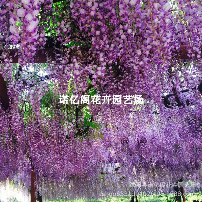 Саженцы глицинии вьющиеся виноградные растения стена двора балкон в горшках морозостойкая Глициния всесезонное цветение саженцы зеленых растений