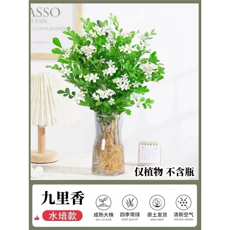 [추천] 35-50CM 구리향 5-6그루(물/흙 재배 가능)를 선택하여 캠프에 보내세요.