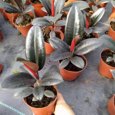 [Supplying base]Houseplants indoor Small potted Formaldehyde absorption ( A90 )Black Edition