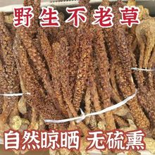 东北不老草真品草苁蓉新鲜虎鞭草特级天然野生煲汤泡酒包邮
