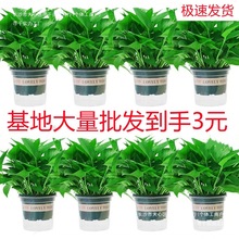 G}ԻܾGֲlmLپGjС҃ˮֲ