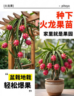 ���������һ̖�t�ļt��������箔��Y���ϱ����ɷNֲ��������