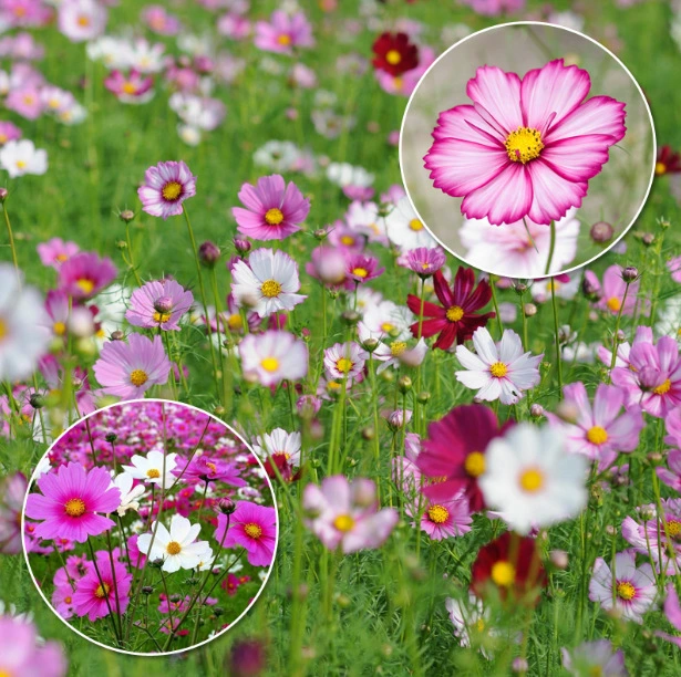 Оптовые виды семян цветов Космос озеленение цветов гезанг легко выращивать горшечные цветы море для создания травы Цветочные комбинации видов космос
